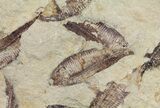 Fossil Fish (Gosiutichthys) Mortality Plate - Lake Gosiute #61566-1
